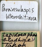 中文種名:側骨副蠣盾介殼蟲學名:Lepidosaphes laterochitinosa Green, 1925