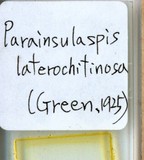 中文種名:側骨副蠣盾介殼蟲學名:Lepidosaphes laterochitinosa Green, 1925