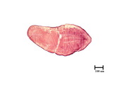 中文種名:側骨副蠣盾介殼蟲學名:Lepidosaphes laterochitinosa Green, 1925