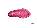 中文種名:側骨副蠣盾介殼蟲學名:Lepidosaphes laterochitinosa Green, 1925