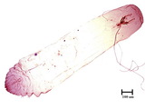 中文種名:側骨副蠣盾介殼蟲學名:Lepidosaphes laterochitinosa Green, 1925