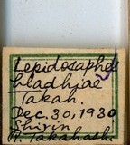 中文種名:側骨副蠣盾介殼蟲學名:Lepidosaphes laterochitinosa Green, 1925