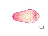 中文種名:側骨副蠣盾介殼蟲學名:Lepidosaphes laterochitinosa Green, 1925