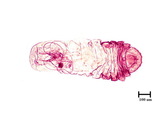 中文種名:側骨副蠣盾介殼蟲學名:Lepidosaphes laterochitinosa Green, 1925