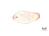 中文種名:側骨副蠣盾介殼蟲學名:Lepidosaphes laterochitinosa Green, 1925