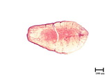 中文種名:蘭紫蠣盾介殼蟲學名:Lepidosaphes chinensis Chamberlin, 1925