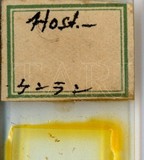 中文種名:蘭紫蠣盾介殼蟲學名:Lepidosaphes chinensis Chamberlin, 1925