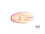 中文種名:蘭紫蠣盾介殼蟲學名:Lepidosaphes chinensis Chamberlin, 1925