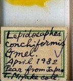 學名:Lepidosaphes conchiformis (Gmelin, 1790)