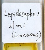 學名:Lepidosaphes conchiformis (Gmelin, 1790)