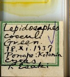 學名:Lepidosaphes cocculi (Green, 1896)