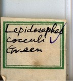 學名:Lepidosaphes cocculi (Green, 1896)