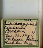 學名:Lepidosaphes cocculi (Green, 1896)