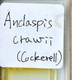 中文種名:錐栗安蠣盾介殼蟲學名:Andaspis crawii (Cockerell, 1896)