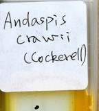 中文種名:錐栗安蠣盾介殼蟲學名:Andaspis crawii (Cockerell, 1896)