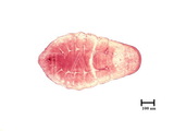 中文種名:蘇鐵蠣盾介殼蟲學名:Lepidosaphes cycadicola Kuwana, 1931