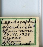 中文種名:蘇鐵蠣盾介殼蟲學名:Lepidosaphes cycadicola Kuwana, 1931