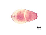 中文種名:蘇鐵蠣盾介殼蟲學名:Lepidosaphes cycadicola Kuwana, 1931