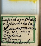 中文種名:蘇鐵蠣盾介殼蟲學名:Lepidosaphes cycadicola Kuwana, 1931