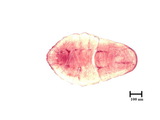 中文種名:蘇鐵蠣盾介殼蟲學名:Lepidosaphes cycadicola Kuwana, 1931