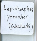 中文種名:屏東蠣盾介殼蟲學名:Lepidosaphes yamahoi Takahashi, 1935