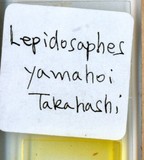 中文種名:屏東蠣盾介殼蟲學名:Lepidosaphes yamahoi Takahashi, 1935