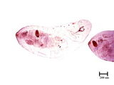 中文種名:白蠣盾介殼蟲學名:Aonidomytilus albus (Cockerell, 1893)