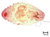 學名:Lepidosaphes esakii Takahashi, 1939