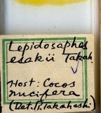 學名:Lepidosaphes esakii Takahashi, 1939