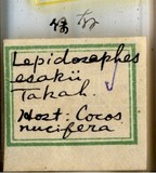 學名:Lepidosaphes esakii Takahashi, 1939