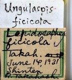 中文種名:爪蠣盾介殼蟲學名:Ungulaspis ficicola (Takahashi, 1931)