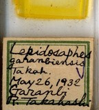 中文種名:鵝卵鼻長蠣盾介殼蟲學名:Lepidosaphes garambiensis Takahashi, 1933