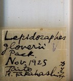 中文種名:橘長蠣盾介殼蟲學名:Lepidosaphes gloverii (Packard, 1869)