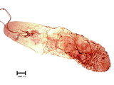 中文種名:白茅棘蠣盾介殼蟲學名:Acanthomytilus imperatae (Kuwana, 1931)