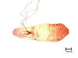 中文種名:白茅棘蠣盾介殼蟲學名:Acanthomytilus imperatae (Kuwana, 1931)