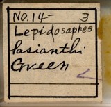 學名:Lepidosaphes lasianthi (Green, 1900)