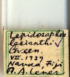 學名:Lepidosaphes lasianthi (Green, 1900)