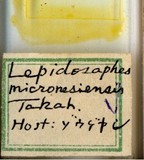 學名:Lepidosaphes micronesiensis Takahashi, 1942