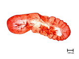 學名:Lepidosaphes micronesiensis Takahashi, 1942