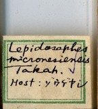 學名:Lepidosaphes micronesiensis Takahashi, 1942