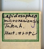 學名:Lepidosaphes micronesiensis Takahashi, 1942