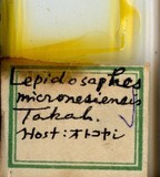 學名:Lepidosaphes micronesiensis Takahashi, 1942