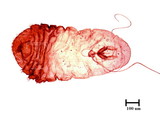 學名:Lepidosaphes okitsuensis Kuwana, 1925