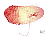 學名:Lepidosaphes okitsuensis Kuwana, 1925