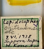 學名:Lepidosaphes okitsuensis Kuwana, 1925