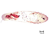 學名:Lepidosaphes pallida (Maskell, 1895)