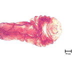 學名:Lepidosaphes pallida (Maskell, 1895)