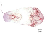 學名:Lepidosaphes pallida (Maskell, 1895)