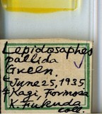 學名:Lepidosaphes pallida (Maskell, 1895)