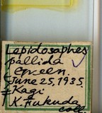 學名:Lepidosaphes pallida (Maskell, 1895)